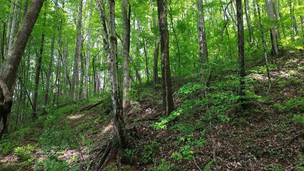 115 Calvender Road, Turtletown, TN 37391 - #1