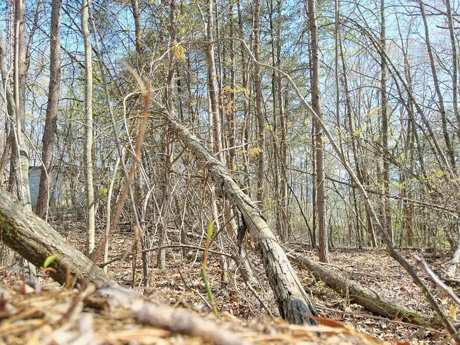 Lot 36 Moosilaukee Drive, Mineral Bluff, GA 30559 - #3