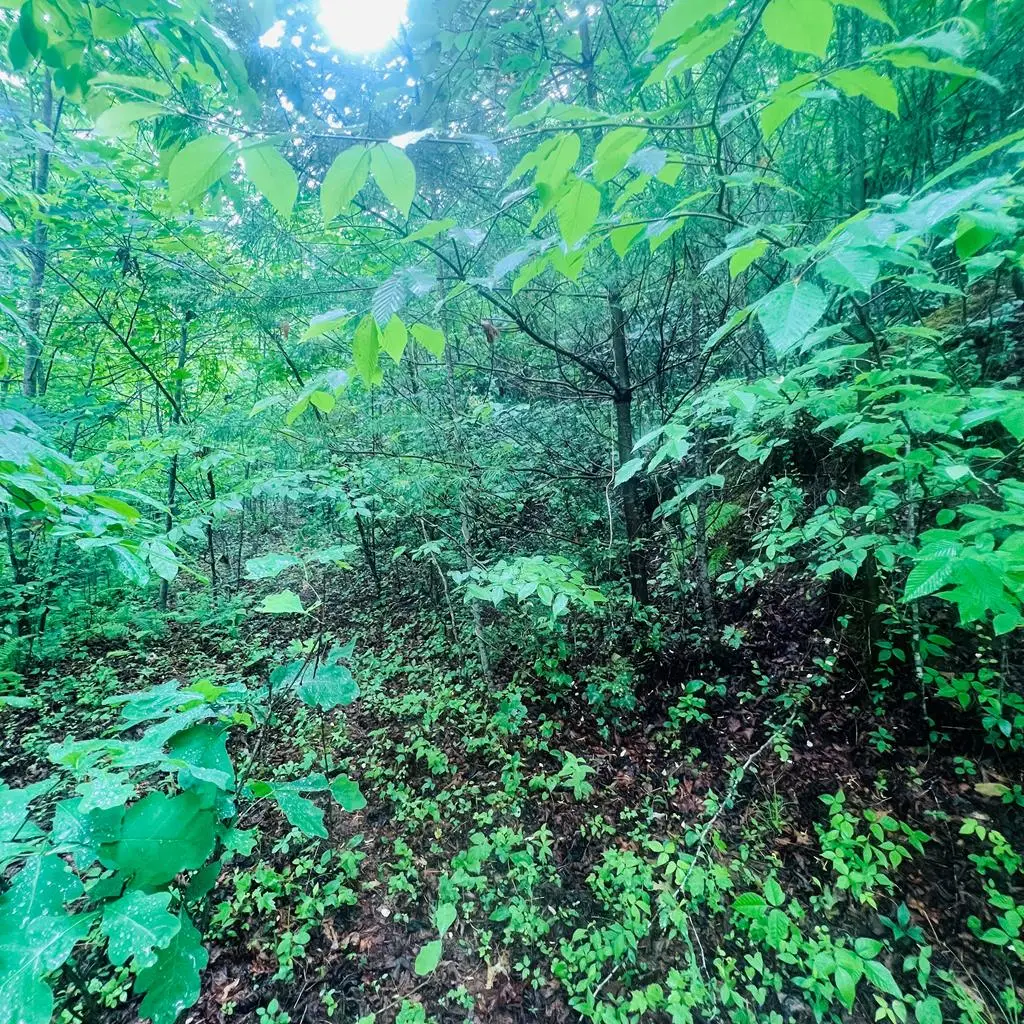 00 Owl Creek Ridge, Murphy, NC 28906 - #1