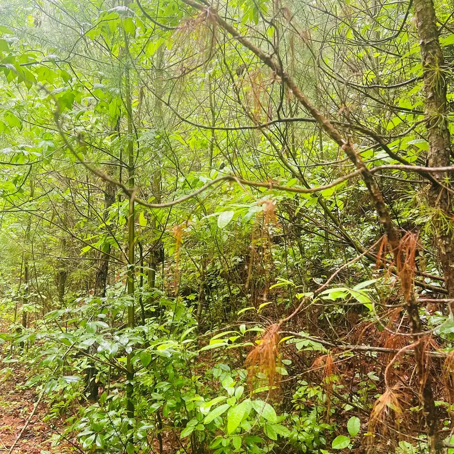 00 Owl Creek Ridge, Murphy, NC 28906 - #2