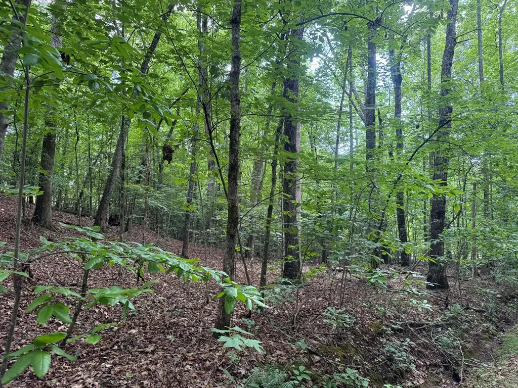 25 Mccracken Cove Road, Hayesville, NC 28904 - #1
