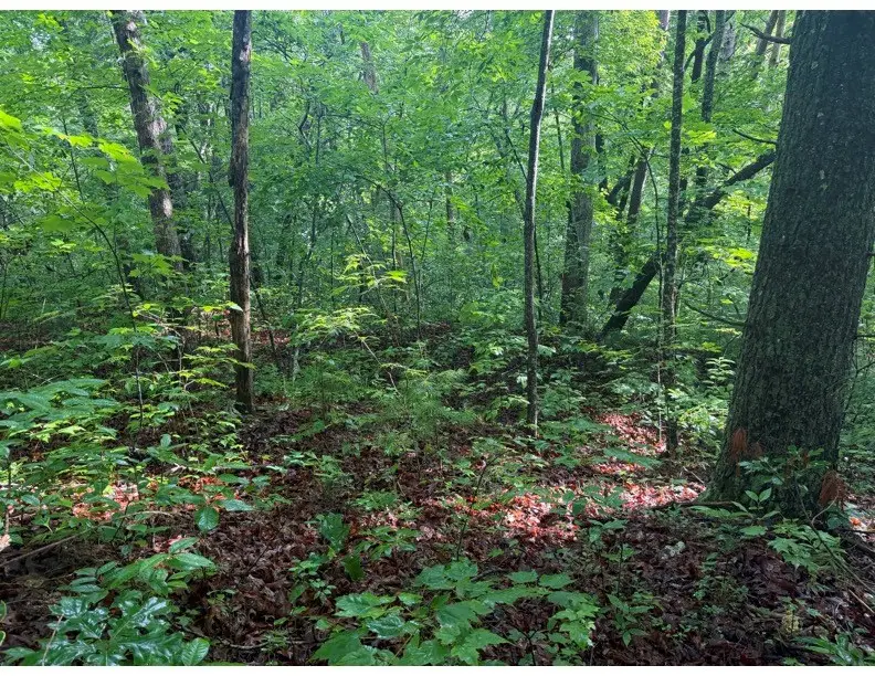 4.1 Ac Charlotte Mountain Road, Ellijay, GA 30540 - #2