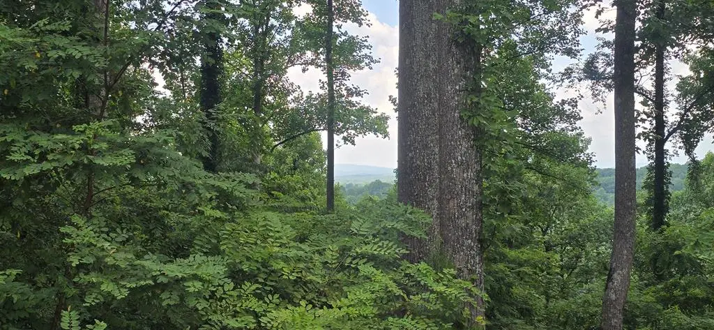 001 Winding Ridge, Blairsville, CA 30512 - #1