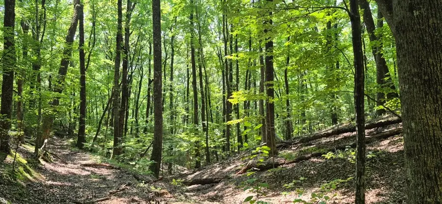 3.4 acre Peach Lane, Ellijay, GA 30536 - #3
