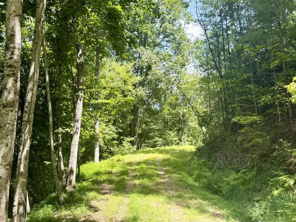 Lot 8 Wild Laurel, Brasstown, NC 28902 - #1