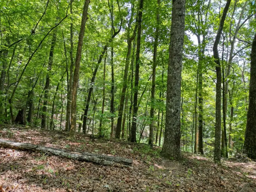 Lot 7 Noontootla Overlook, Blue Ridge, GA 30513 - #3