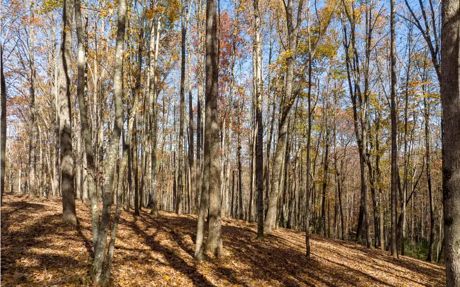 Lot 17R Tanager Trail, Ellijay, GA 30536 - #3
