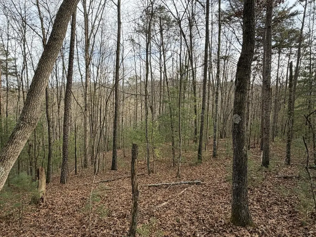 83 Acres Cutcane Road, Mineral Bluff, GA 30559 - #1