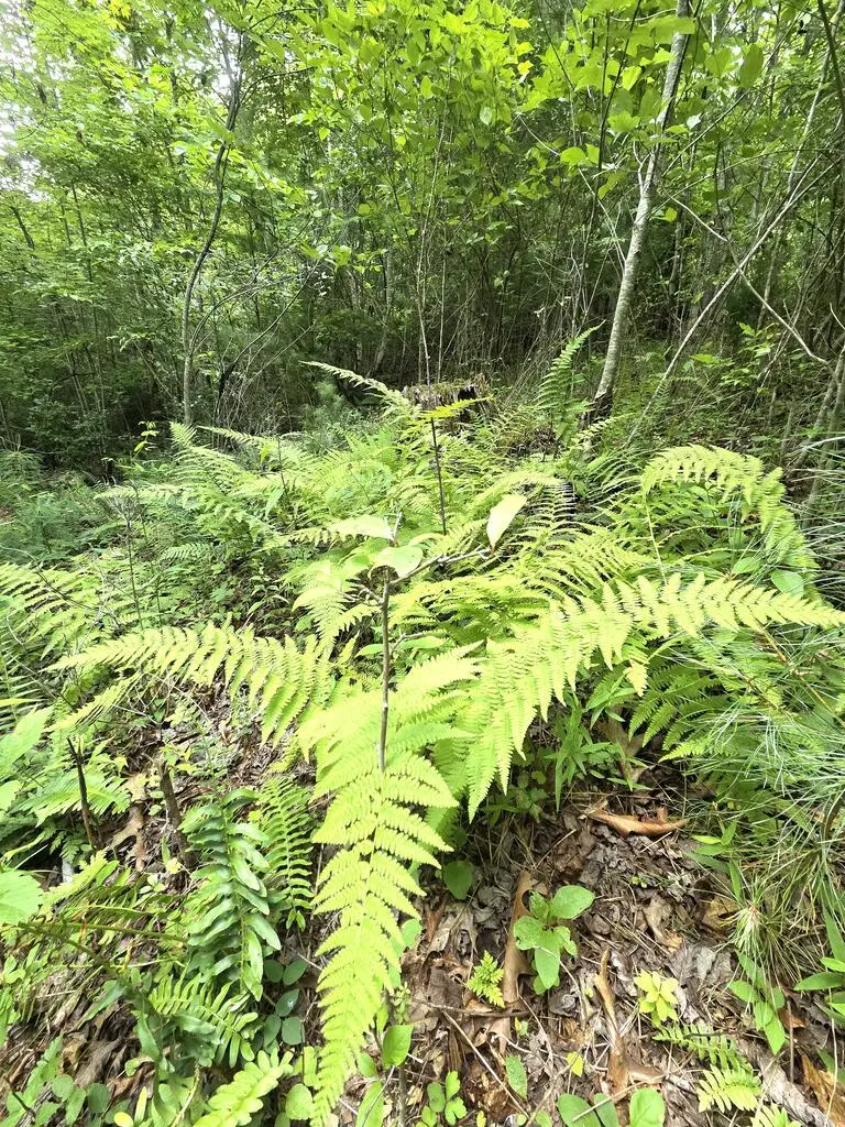 50 Camp Branch Road, Topton, NC 28781 - #2
