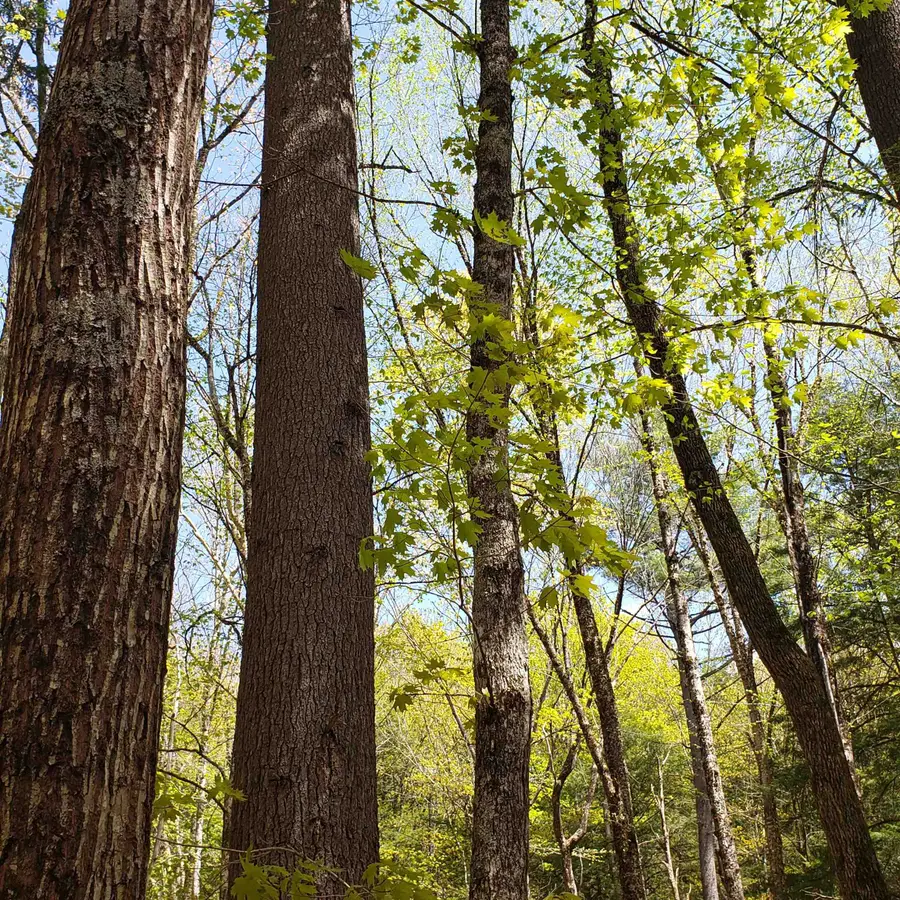 TBD Waits River Road, Bradford, VT 05033 - Image #3