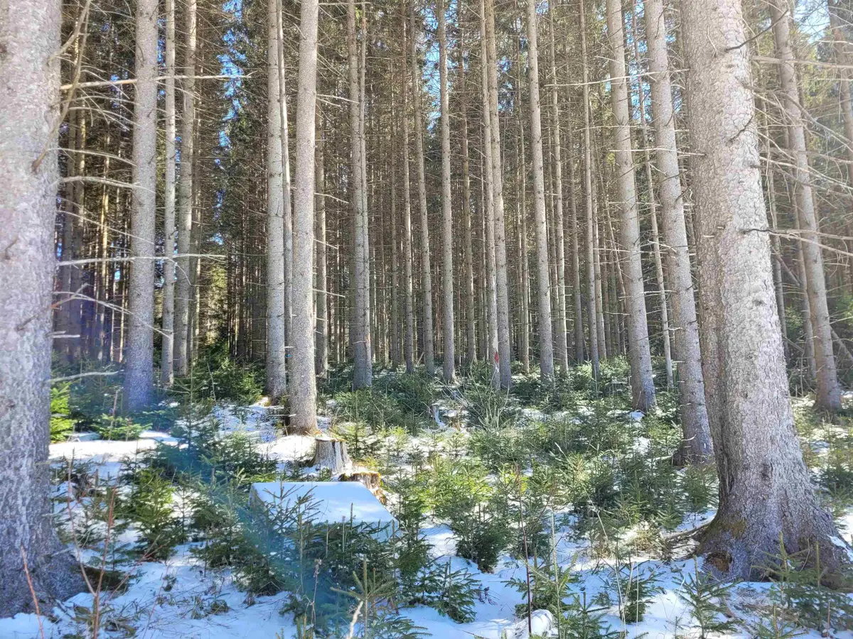 210 Cow Hill Road, West Danville, VT 05873 - Image #1