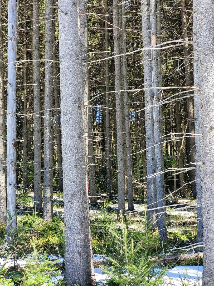 210 Cow Hill Road, West Danville, VT 05873 - Image #2