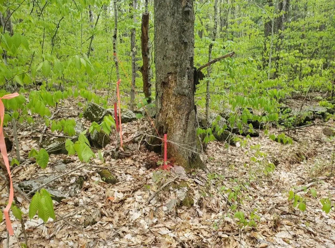 0 Old Gilsum Road, Keene, NH 03431 - Image #1