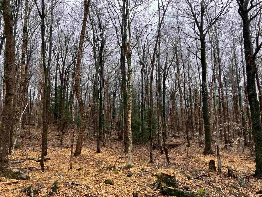 408 Fox Mt. Road #M408 & M409, Wilmington, VT 05363 - Image #2