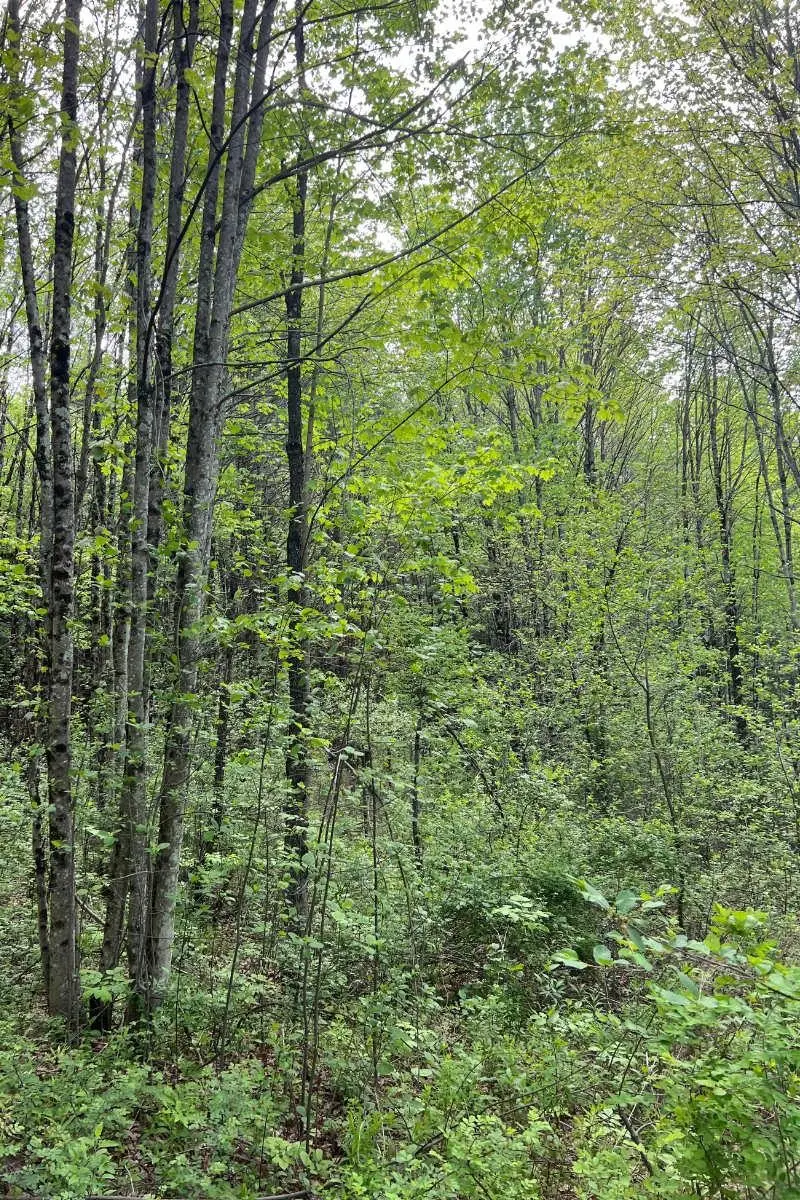 0 Old Walpole Road, Keene, NH 03431 - Image #1