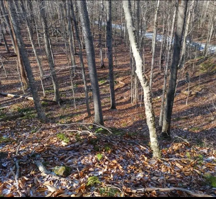 335 Coolidge Drive, Washington, NH 03280 - Image #2