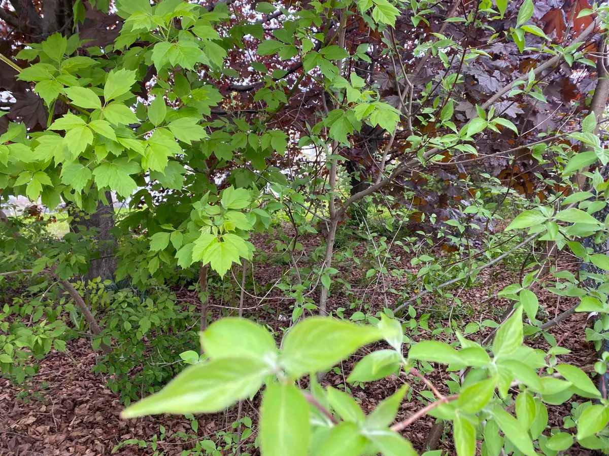 Hillsboro Street, Berlin, NH 03570 - Image #1