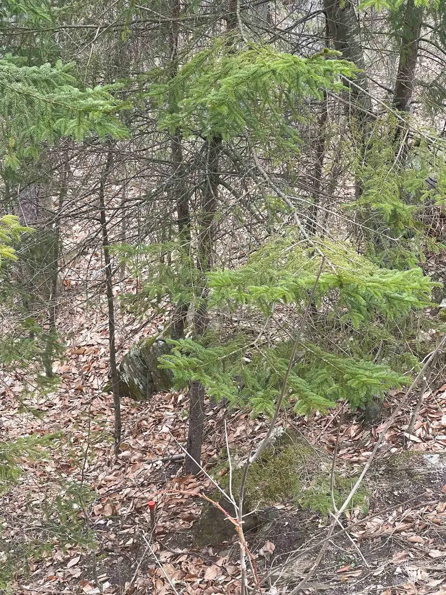 2-49 East Ash Road, Plymouth, VT 05056 - Image #3