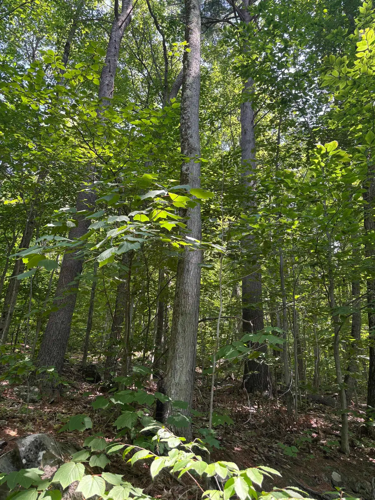 Upper Plains Road, Salisbury, VT 05769 - Image #1