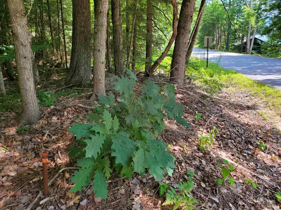 339 Lakeshore Drive, New London, NH 03257 - Image #2