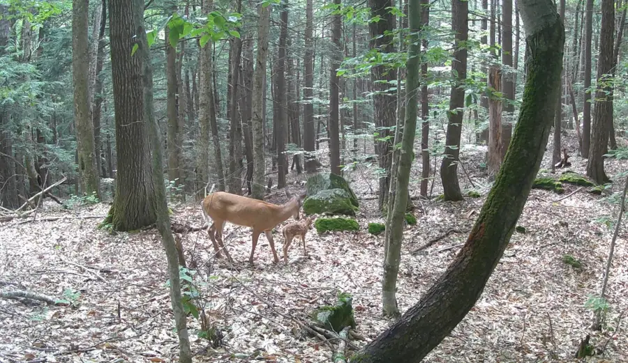 Gulf Road, Sanbornton, NH 03269 - Image #3