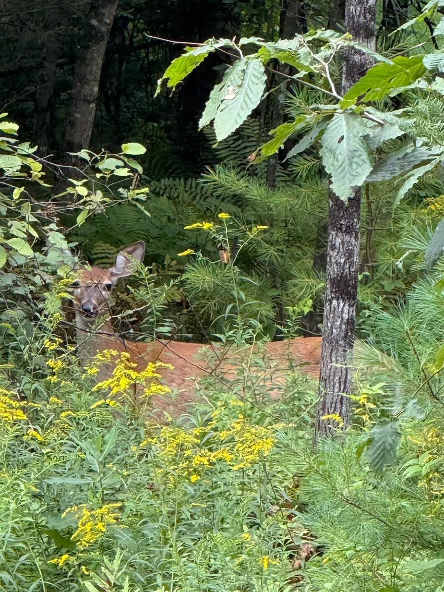 Lots 3 & 4 Pawtuckaway Road, Mountain Lakes, NH 03785 - Image #2