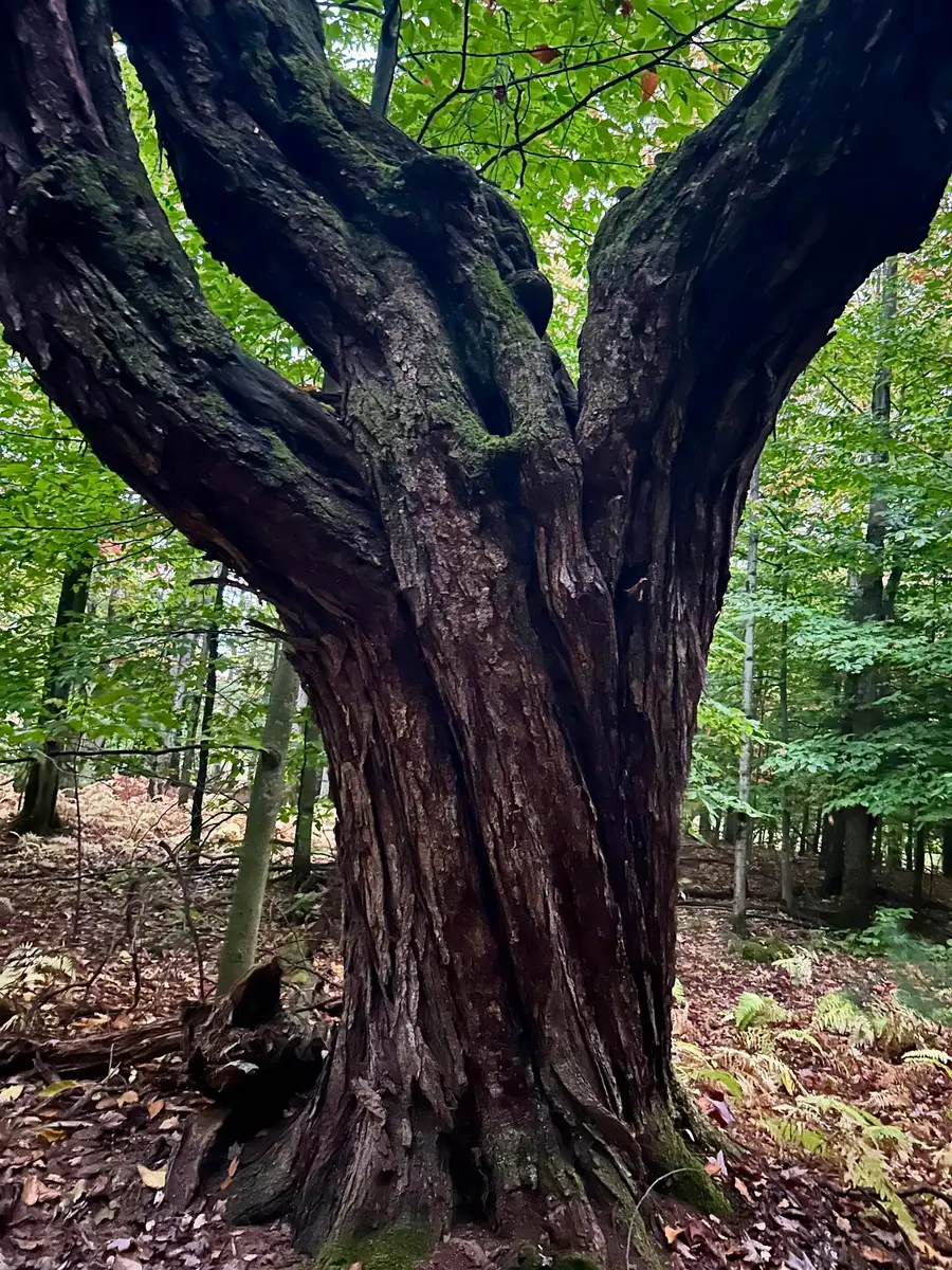 TBD Pumpkin Village Road, Fairfield, VT 05455 - Image #3