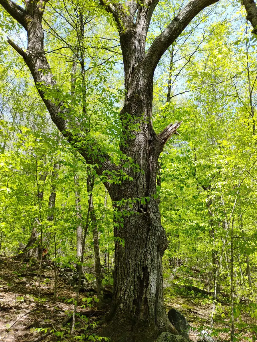 0 Taft Road, Townshend, VT 05353 - Image #2