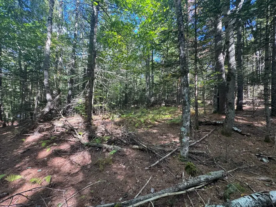 41 E Hampshire Hill Road, Worcester, VT 05682 - Image #3