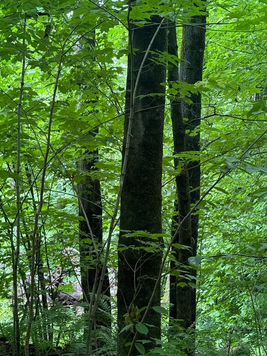 680 Deming Road, Enosburg, VT 05450 - Image #3