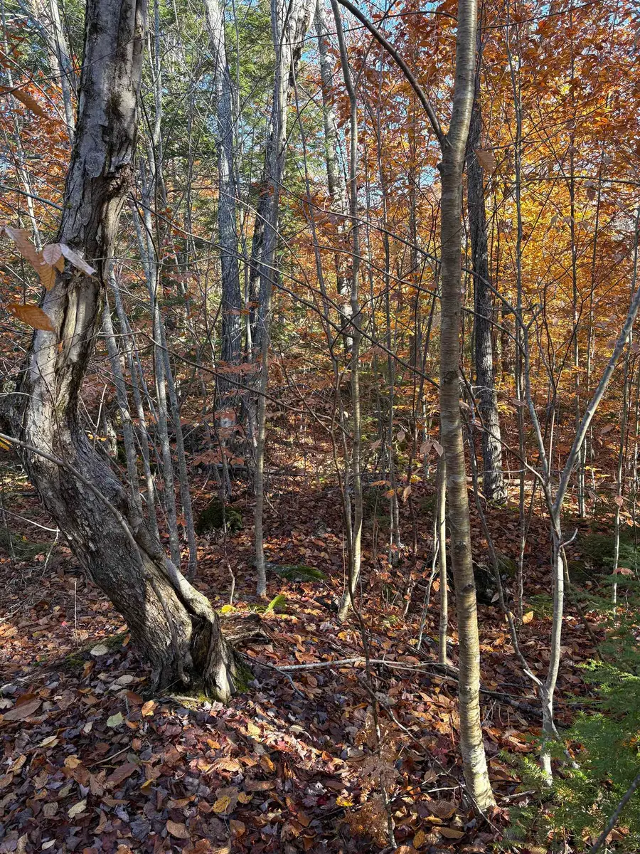 Lot 77-7 East Washington Road, Washington, NH 03280 - Image #3