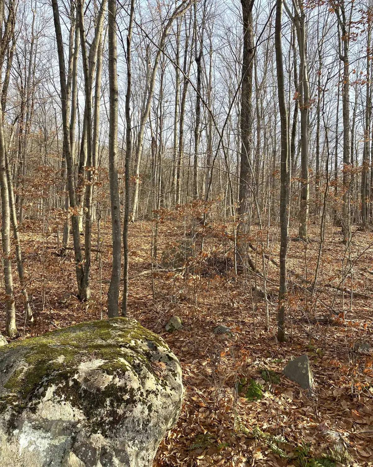 20 Forest Ridge Drive #14, Middlebury, VT 05753 - Image #1