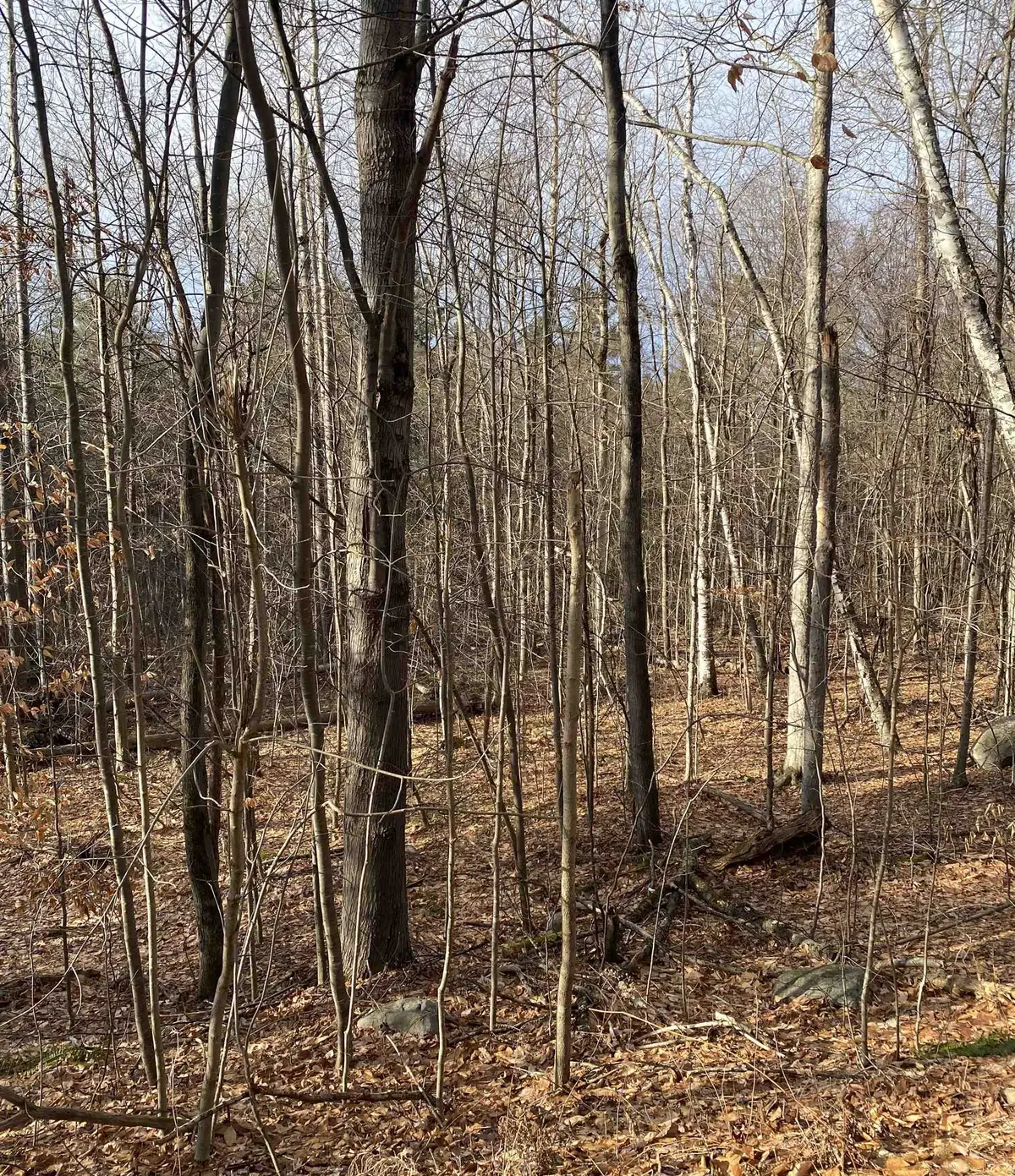 8 Fred Johnson Circle #16, Middlebury, VT 05753 - Image #1