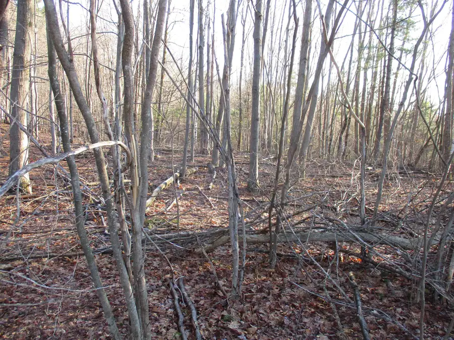 5A-10-5 Farley ball Road, Temple, NH 03084 - #3