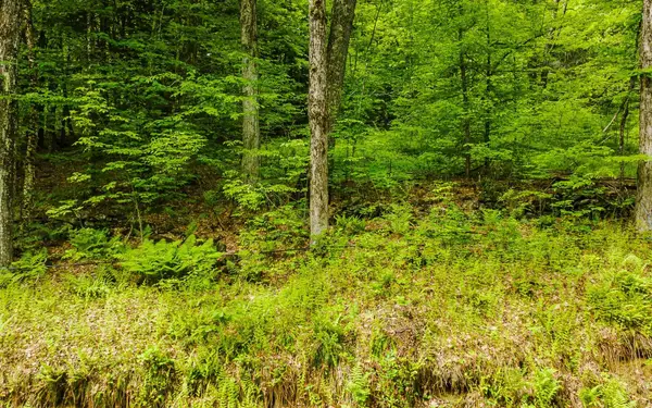 Lot 67 Camp Brook Road, Alstead, NH 03602