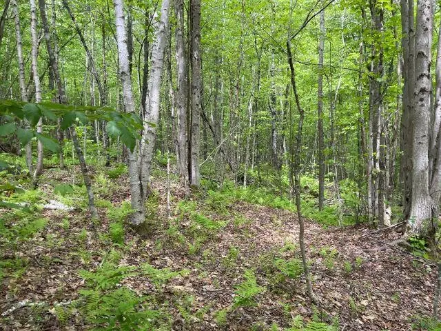 Dole School House Road, Washington, NH 03280 - #1