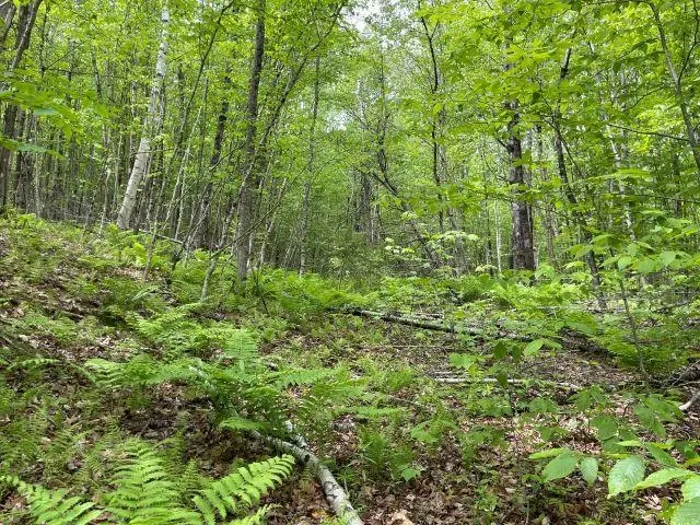 Dole School House Road, Washington, NH 03280 - #2