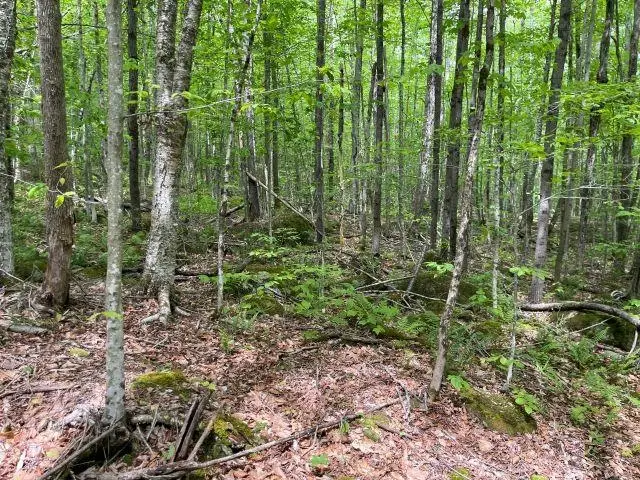 Dole School House Road, Washington, NH 03280 - #3