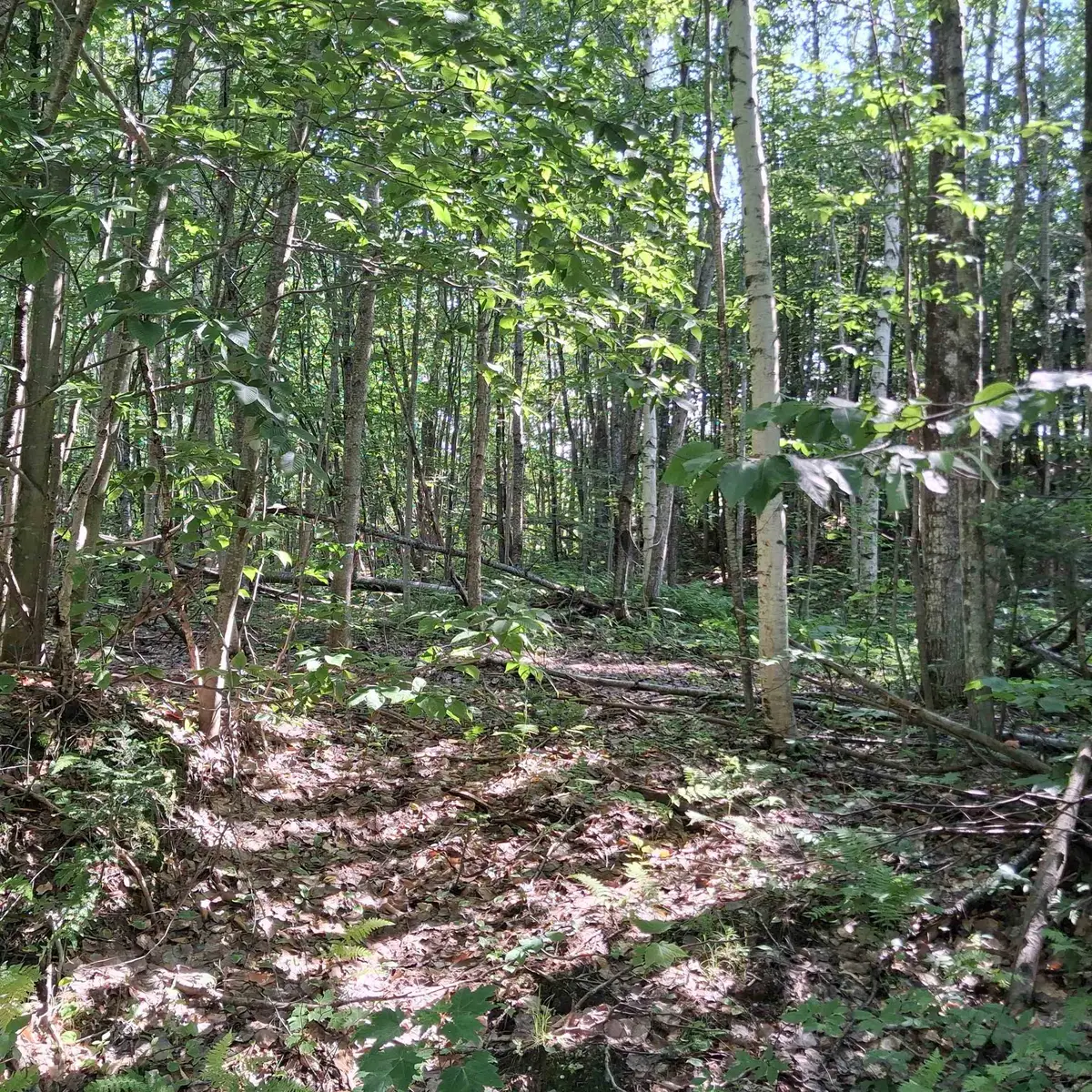 Lot 3 Ballground Road, Westfield, VT 05874 - #1
