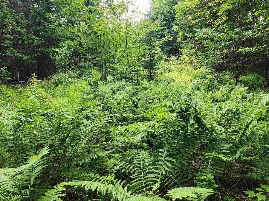 Lot 3 North Mountain Pond Road #R11/2-1, Errol, NH 03579 - #3