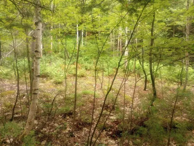 Swiftwater Circle #255, Mountain Lakes, NH 03785 - #3
