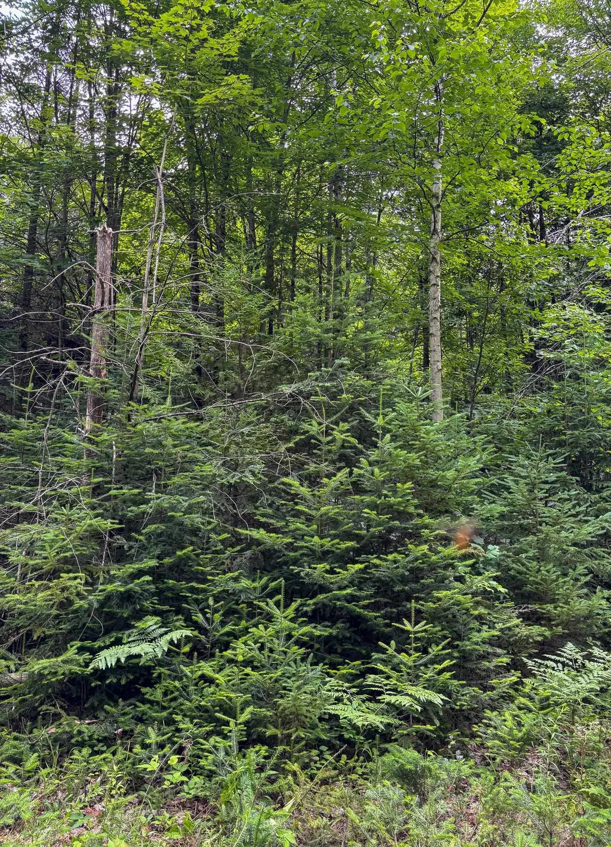0000 Center Pond Road, Newark, VT 05871 - #1