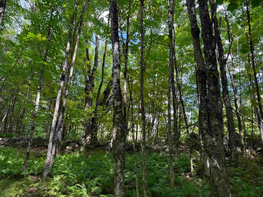 1103 North Road, Eden, VT 05652 - #3