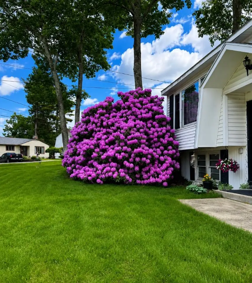 8 Radcliffe Drive, Nashua, NH 03062 - #1