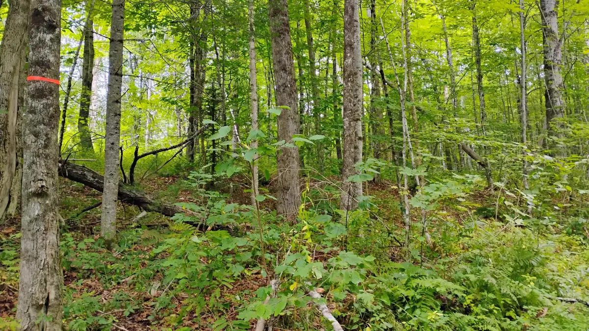 xx Washburn Road, Orange, NH 03741 - #1