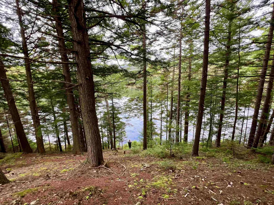Forrester Road, Jamaica, VT 05343 - #2