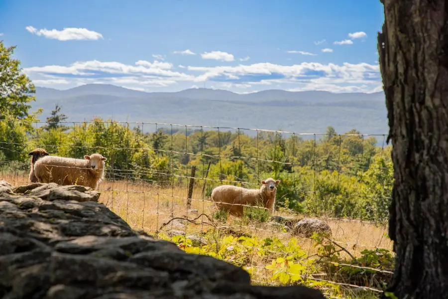 95 Goat Farm Road, Pittsford, VT 05763 - #3