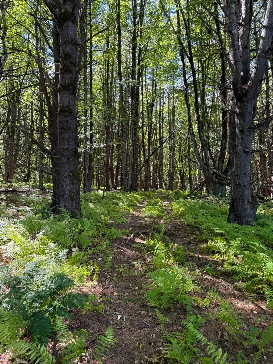 Woodbury & Eureka Road, Springfield, VT 05156 - #3
