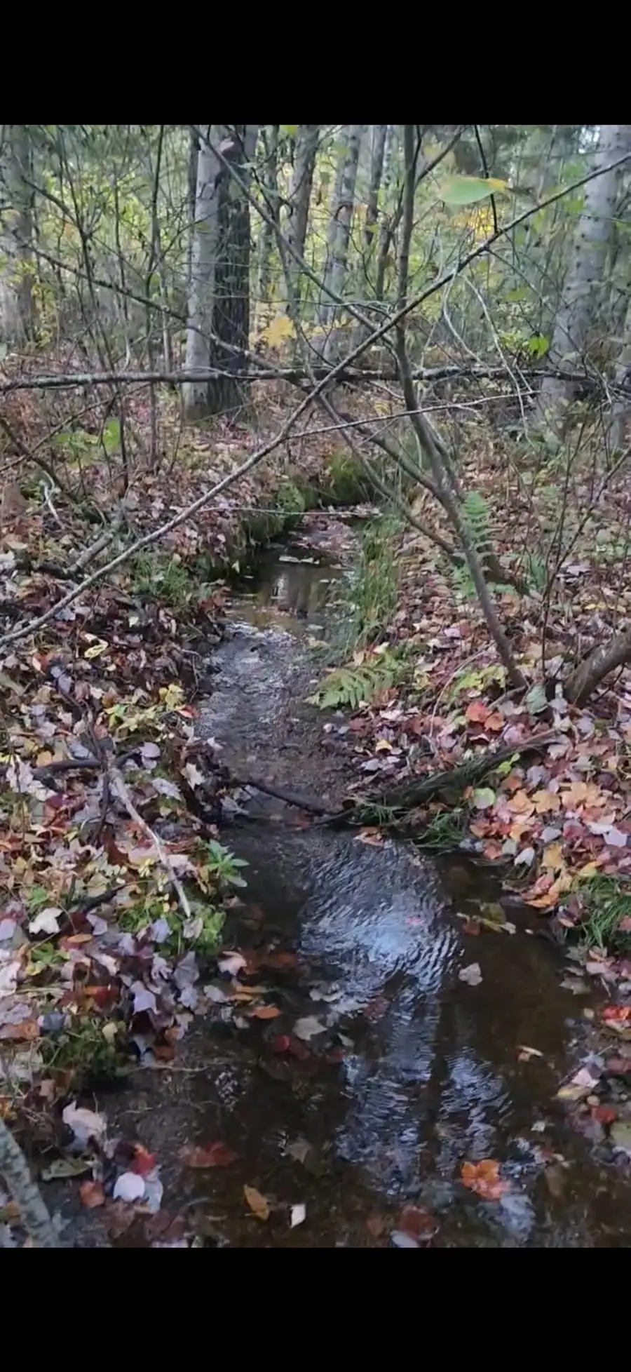 Muzzy Hill Road, Milan, NH 03588 - #3