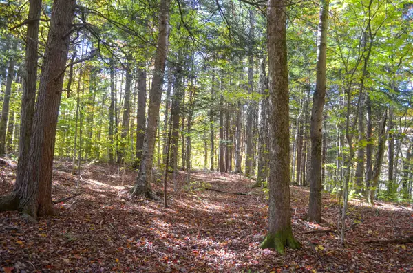 0 Burdock Lane #7, Ludlow, VT 05149
